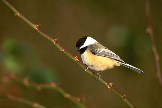 Black-capped Chickadee